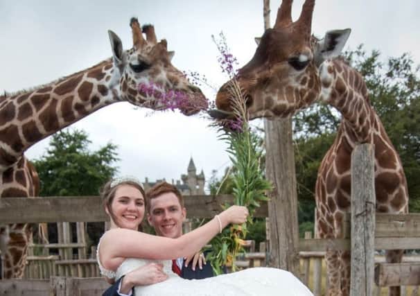 Bride and groom Alexandra and Christopher McDaid had fun feeding giraffes at Blair Drummond Safari Park
