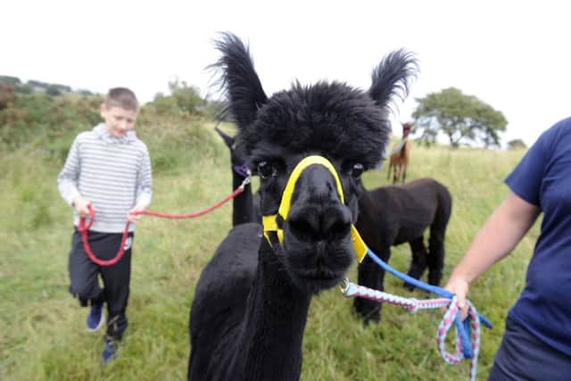 Getting to grips with an alpaca is easy  just dont make eye contact . Picture Michael Gillen
