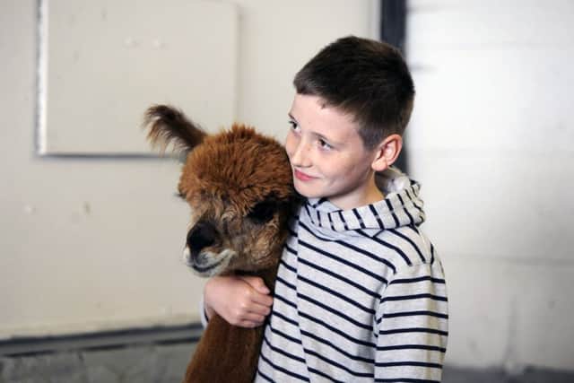 Caledonia Alpacas will show you how to get up close with the camel's cousin. Picture Michael Gillen