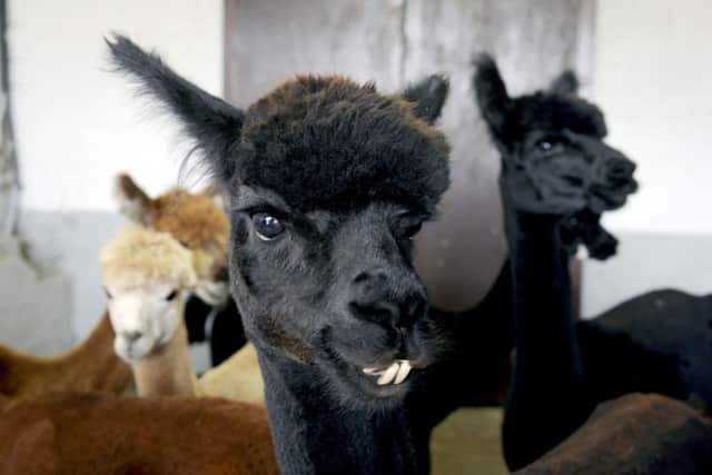 There are alpacas of various colours at Orchardhill Farm. This is Womble. Picture: Michael Gillen.