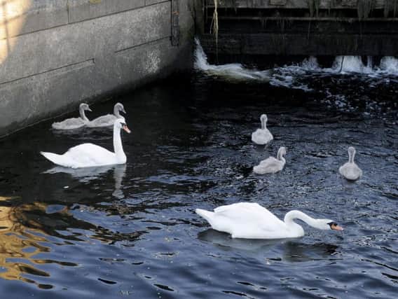 Family of swans trapped in Lock 11 Camelon, near the Rosebank restaurant