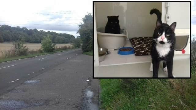Picture courtesy of the Scottish SPCA. Cats abandoned in layby