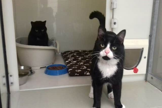 Picture courtesy of the Scottish SPCA - Julius (black male) and Lucy (black and white female) were found abandoned in a Larbert lay-by