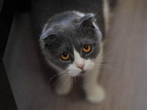 Fold Cats possess a genetic defect. Picture: Robert Perry