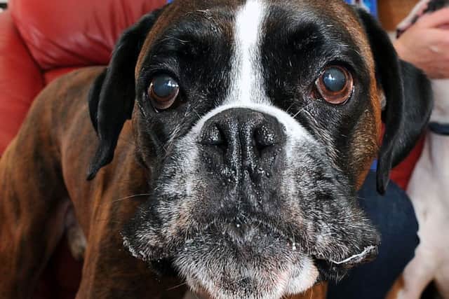 Boxer dog. Picture: Michael Gillen / archive image.