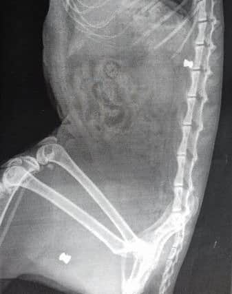 X-rays show the pellets lodged in the feline's body. Ice the cat was shot three times by an airgun in Glenview Drive, Falkirk on September 7-8, 2018. Picture supplied by SSPCA.