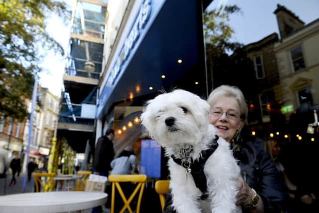 Two years old Maltese dog Phil enjoying Bob and Bert's newly opened coffee shop on Falkirk High Street