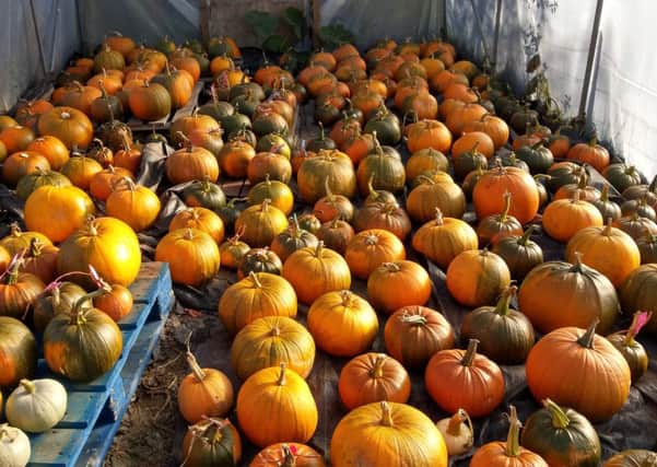 A number of pumpkin hunts will be held at Muiravonside Country Park next weekend