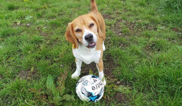 Bud the Beagle for Pet of the Week