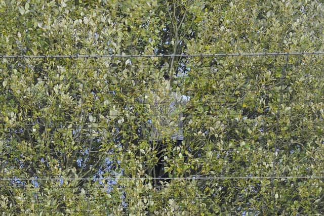 Ayr fan watching the game from a tree. Picture: Michael Gillen.