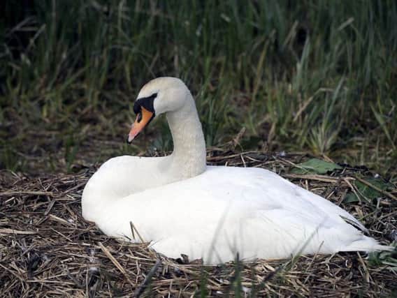 A nesting swan in the Lido Park pond was attacked in May.