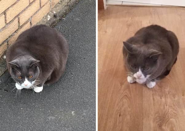 Chester pictured (left) before and (right) as he is now - almost 20 per cent slimmer.