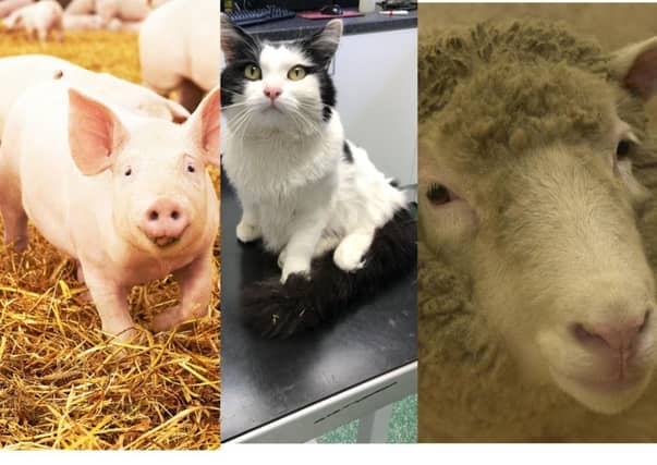 The Everykind Animal Sanctuary aims to help all creatures great and small without exception