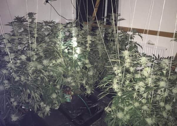 A number of cannabis plants were discovered inside a vacant Camelon property. Picture: Police Scotland