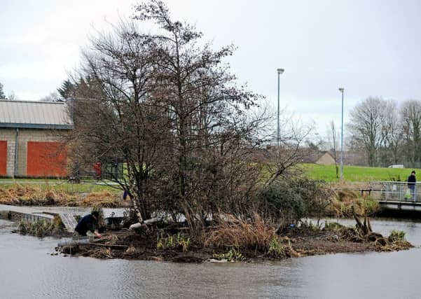 The island at The Lido was a popular nesting place for swans. Pictures Michael Gillen
