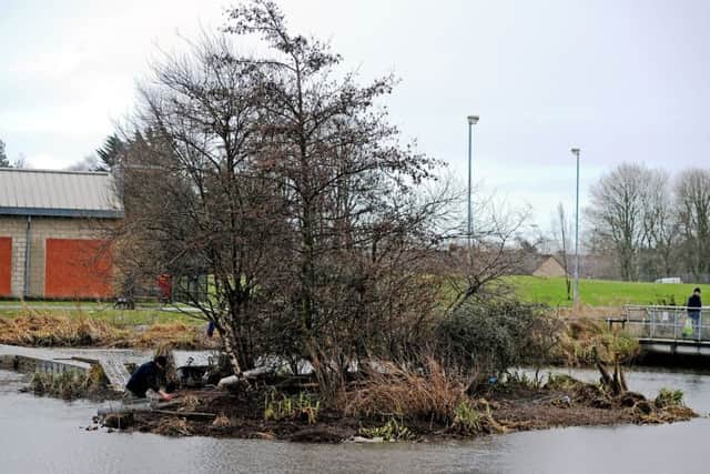 The island at The Lido was a popular nesting place for swans. Pictures Michael Gillen