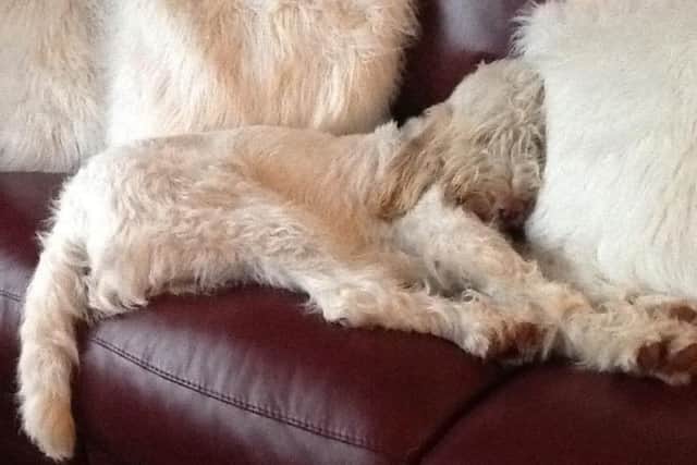 Some pets can also blend into the sofa, like Barley the Italian Spinone who could be mistaken for a fluffy cushion!