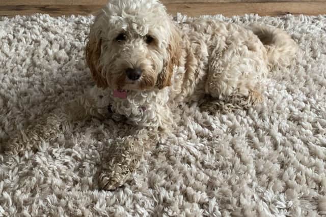 Maddie, the nine-month-old cockapoo was crowned the competition winner after seamlessly blending in with the living room rug.
