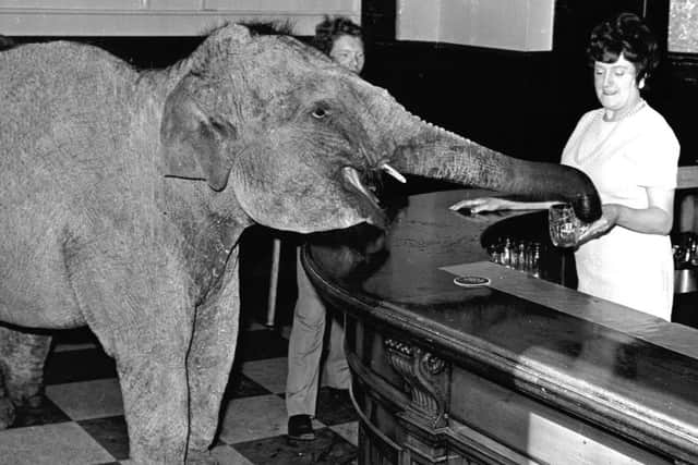 One of the elephants from Robert Brothers Circus has a beer at the Burns bar