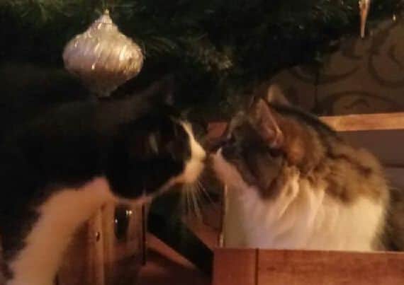Oreo, left, and Rhea at Christmas time.