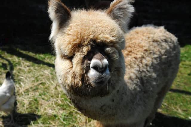 Stevie the blind alpaca