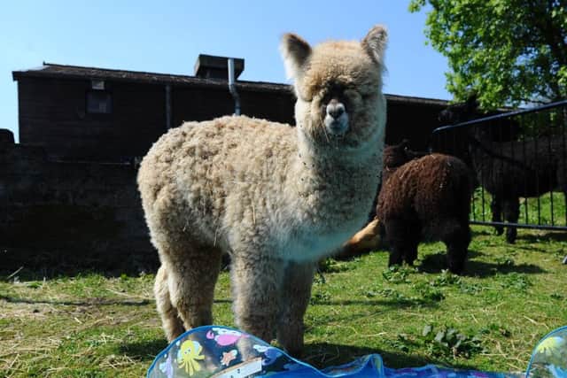 Stevie the blind alpaca
