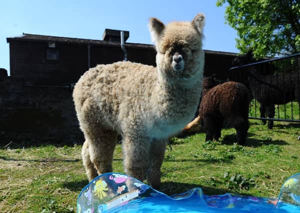 Stevie the blind alpaca