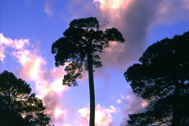 This Scots Pine image, captured in Glen Affric, represents John Muir in Kens heart, standing alone surrounded by a beauty both real and spiritual.