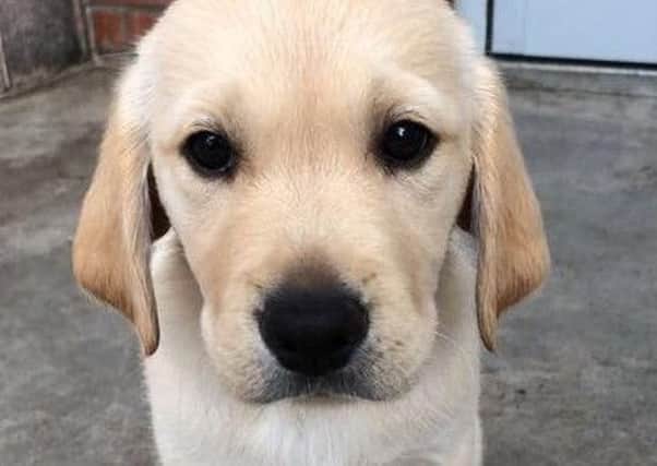 A Guide Dog puppy.