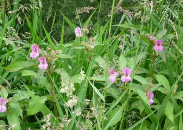 Himalayan Balsam is becoming a nuisance in Lionthorn
