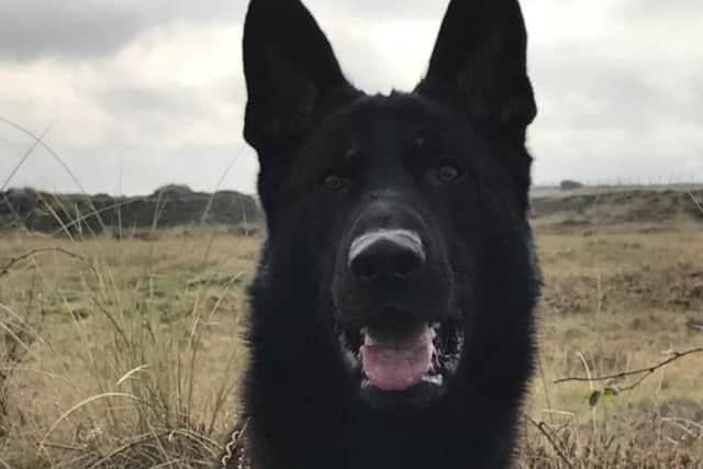 Police Dog Ted