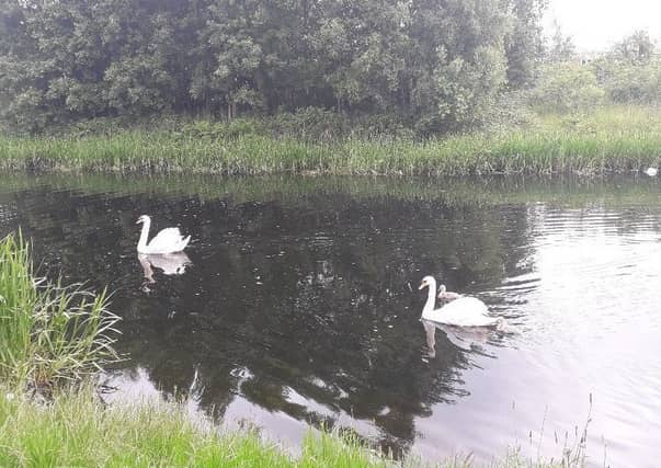 The swans after they were released into the canal.