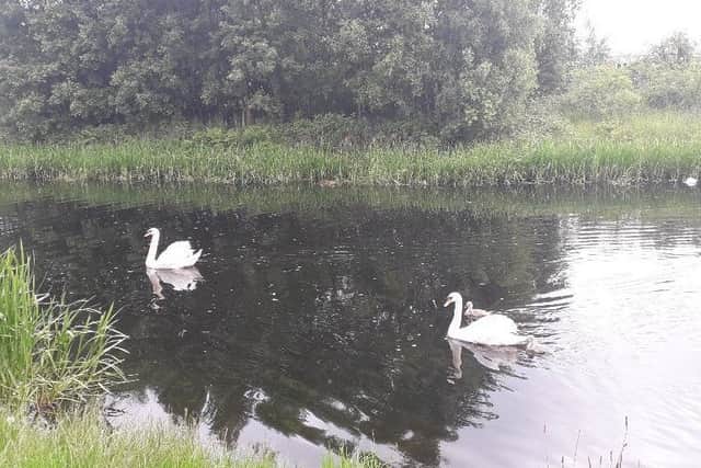 The swans after they were released into the canal.