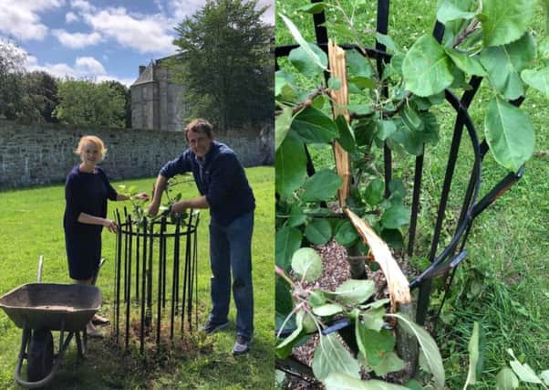 Claire Mennim, team leader for Parks and Sustainability at Falkirk Community Trust, and Ian Shearer, chairman of the Friends of Kinneil, get to work trying to save the saplings