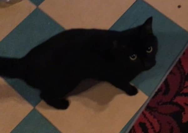 A lost black cat has been wandering around the Bowhouse Road area of Grangemouth near the Kirk of the Holy Rood church