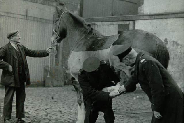 Scotlands animal welfare charity was founded on December 18, 1839, by the "good men of Edinburgh" initially to help working horses in Leith.