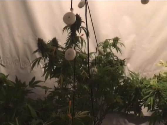 Cannabis crop uncovered in Denny flat