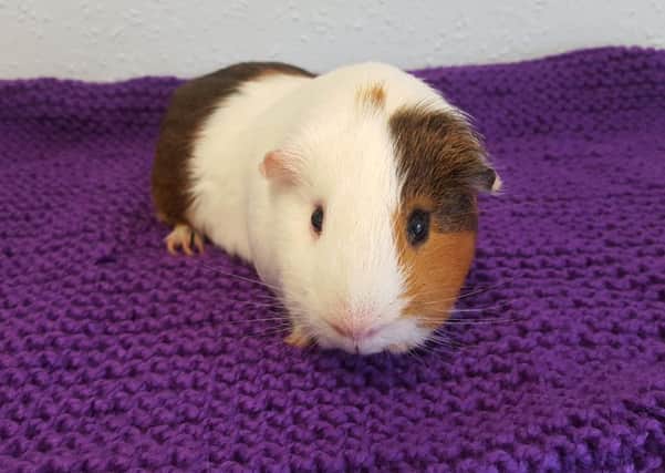 George the Guinea pig survived despite being abandoned in woodland in Bainsford. Picture: SSPCA