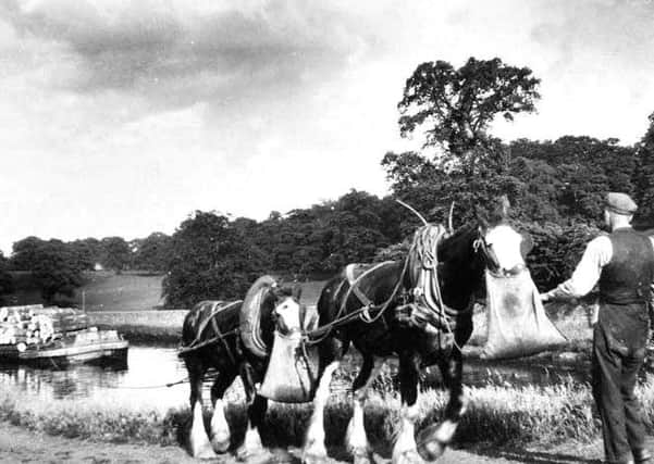 Horses on the canal in Falkirk in the 1950's.