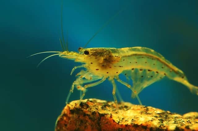 Shrimp in Suffolk were found to have cocaine and ketamine in their systems (Photo: Shutterstock)